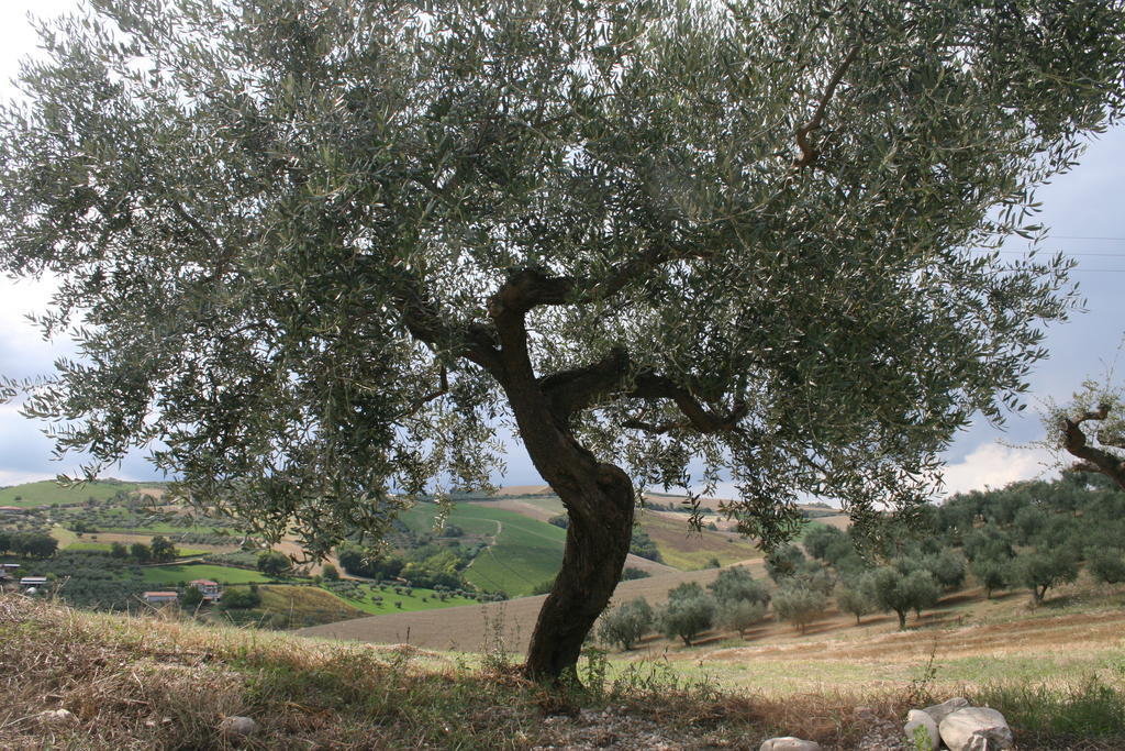 Agriturismo Cignale Penne Екстериор снимка